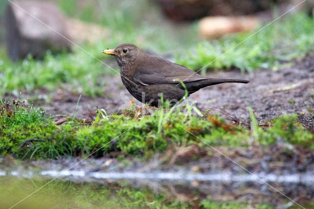 Eurasian Blackbird (Turdus merula)