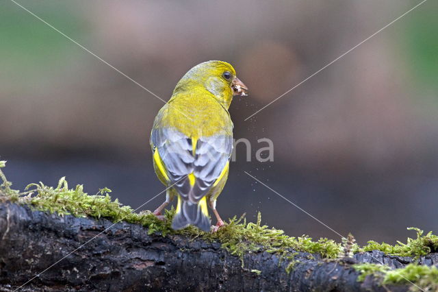 European Greenfinch (Carduelis chloris)