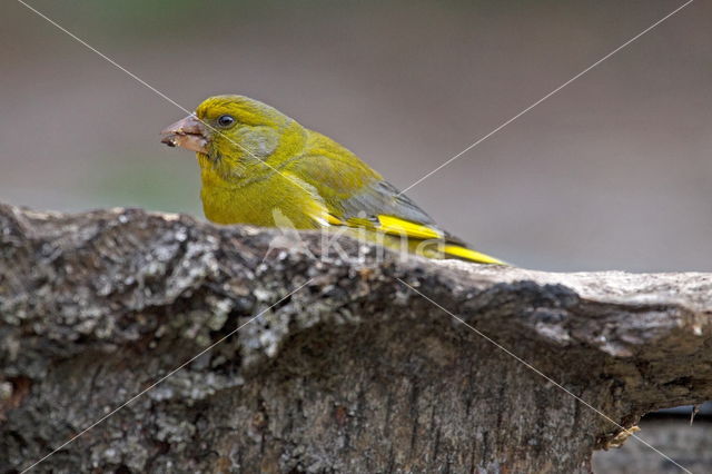 European Greenfinch (Carduelis chloris)