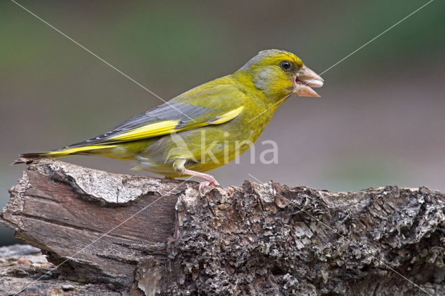 European Greenfinch (Carduelis chloris)