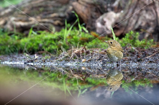 European Robin (Erithacus rubecula)