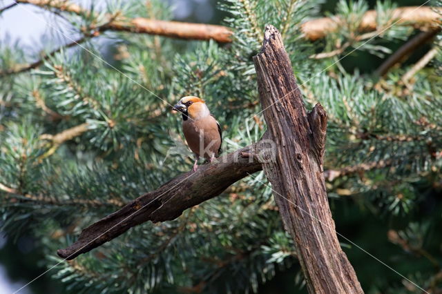 Appelvink (Coccothraustes spec.)