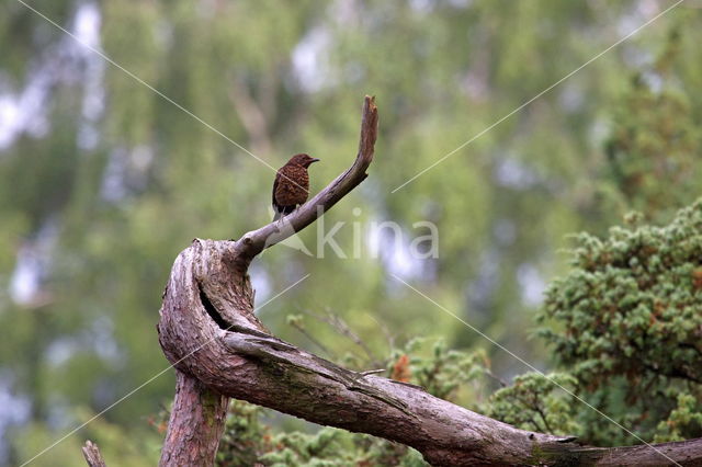 Eurasian Blackbird (Turdus merula)