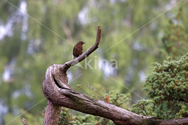 Merel (Turdus merula)