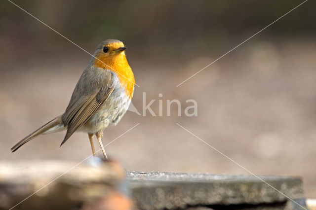 European Robin (Erithacus rubecula)