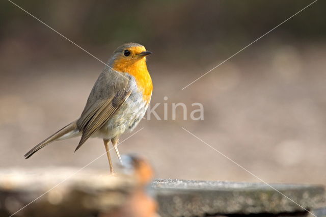 European Robin (Erithacus rubecula)