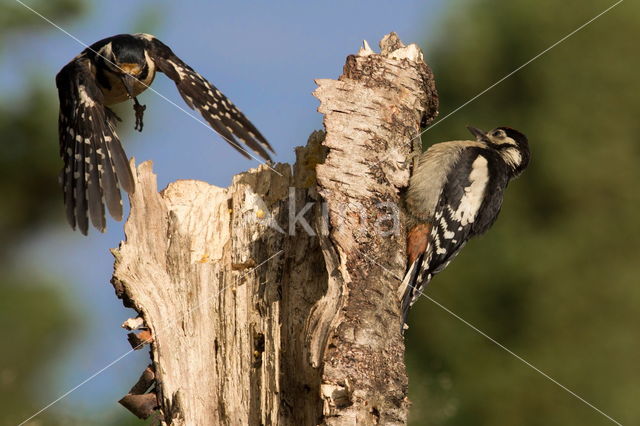 Great Spotted Woodpecker (Dendrocopos major)