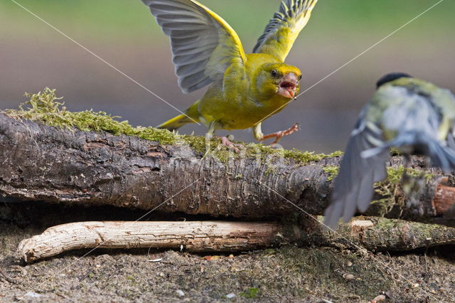 European Greenfinch (Carduelis chloris)