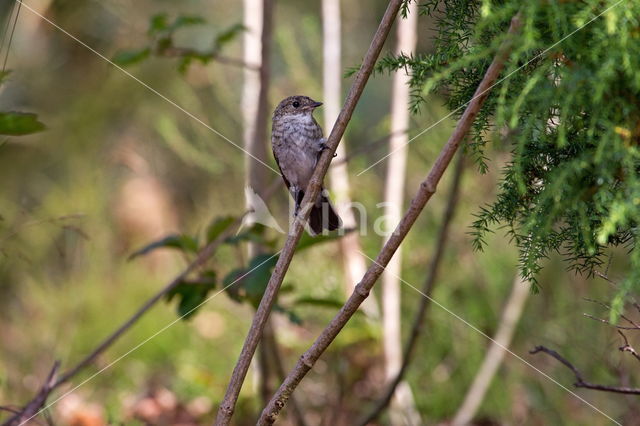 Roodborst