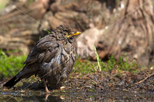 Merel (Turdus merula)