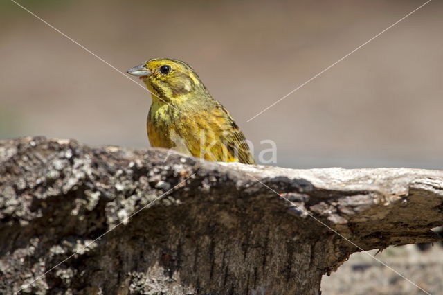 Yellowhammer (Emberiza citrinella)