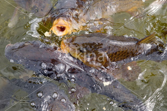 Karper (Cyprinus carpio)