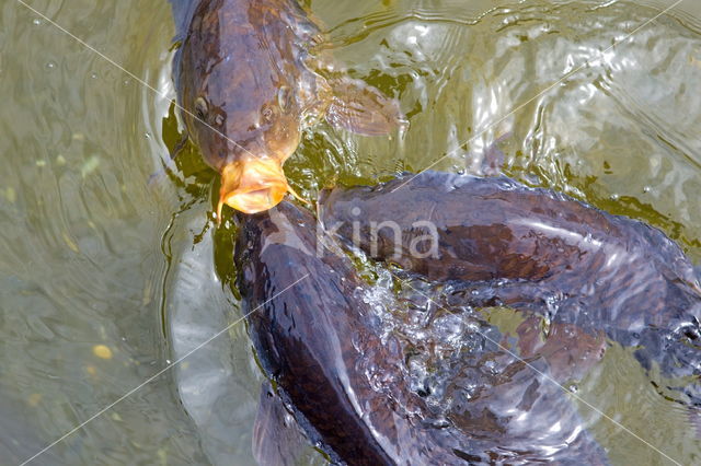 Karper (Cyprinus carpio)