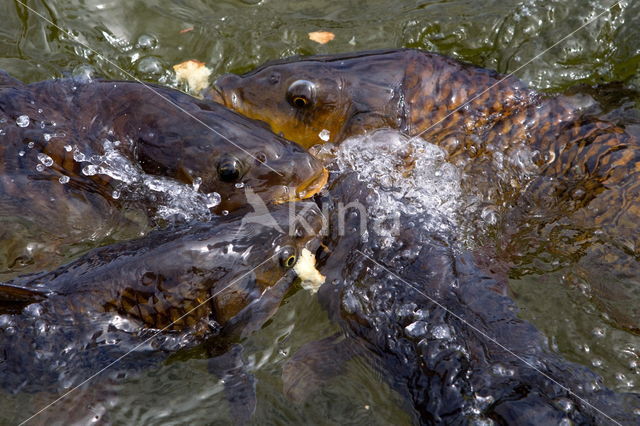 Karper (Cyprinus carpio)