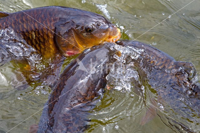 Karper (Cyprinus carpio)