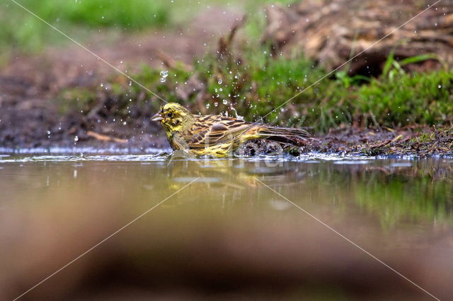 Yellowhammer (Emberiza citrinella)