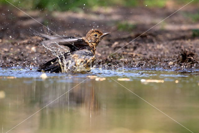 Eurasian Blackbird (Turdus merula)