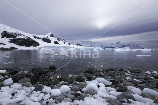 Cuverville Island