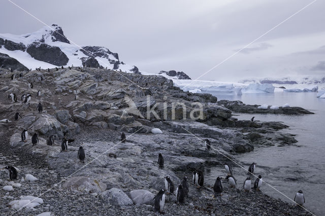 Ezelspinguin (Pygoscelis  papua)