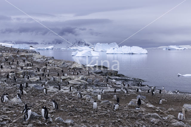 Ezelspinguin (Pygoscelis  papua)