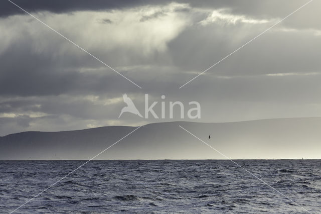 Black-browed Albatross (Thalassarche melanophrys)