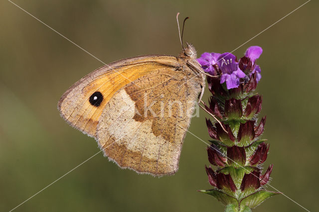 Meadow Brown (Maniola jurtina)