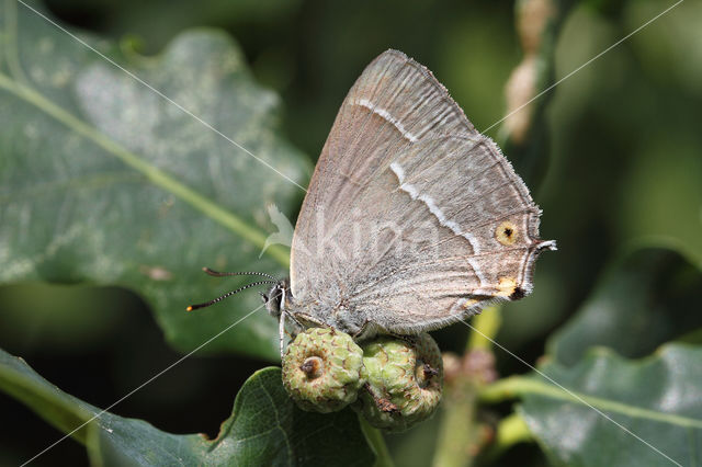 Eikenpage (Neozephyrus quercus)