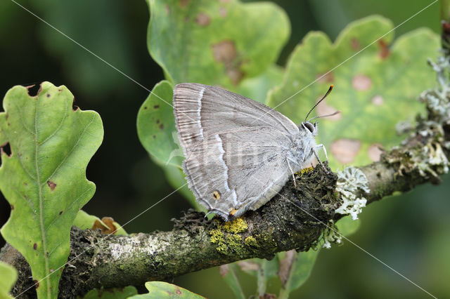 Eikenpage (Neozephyrus quercus)