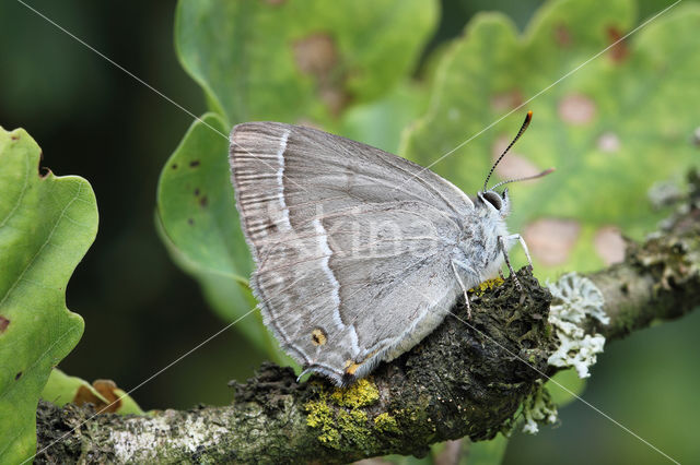 Purple Hairstreak (Neozephyrus quercus)