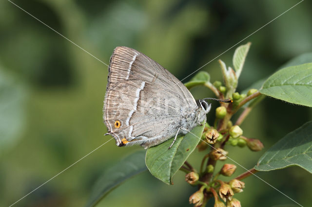 Purple Hairstreak (Neozephyrus quercus)