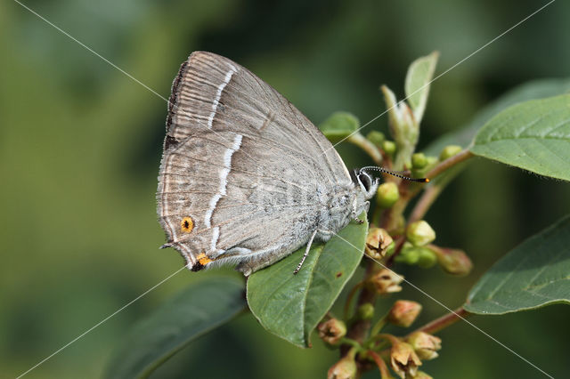 Purple Hairstreak (Neozephyrus quercus)