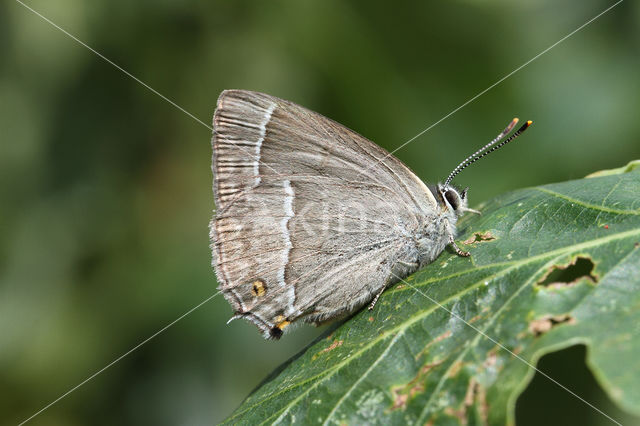 Purple Hairstreak (Neozephyrus quercus)