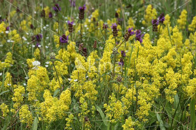 Geel walstro (Galium verum)