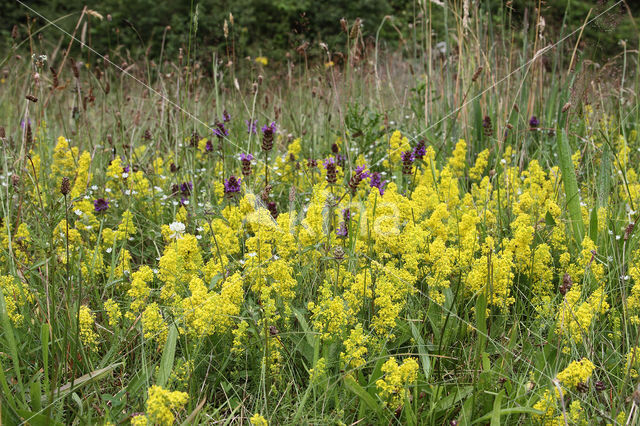 Geel walstro (Galium verum)