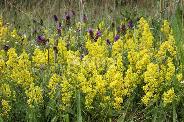 Geel walstro (Galium verum)