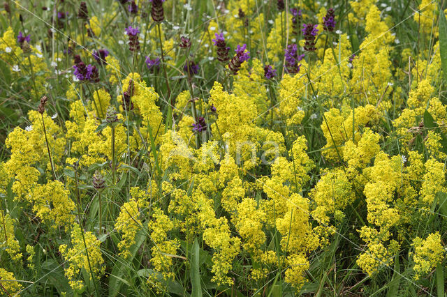 Geel walstro (Galium verum)