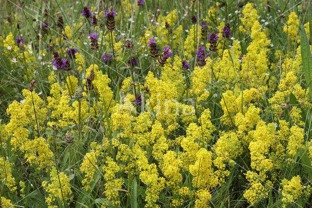 Geel walstro (Galium verum)