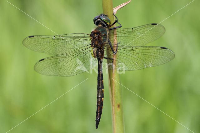 Yellow-spotted Dragonfly (Somatochlora flavomaculata)