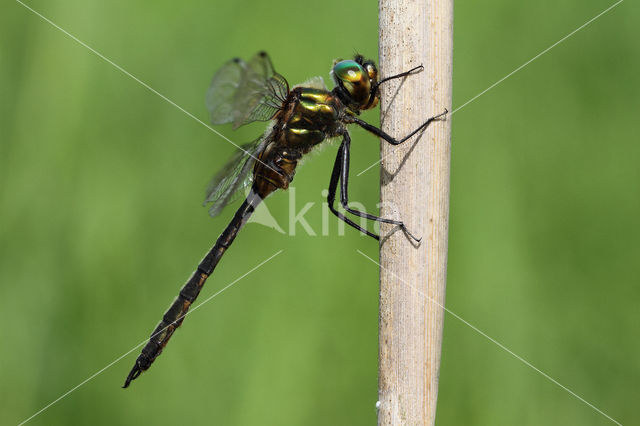 Yellow-spotted Dragonfly (Somatochlora flavomaculata)