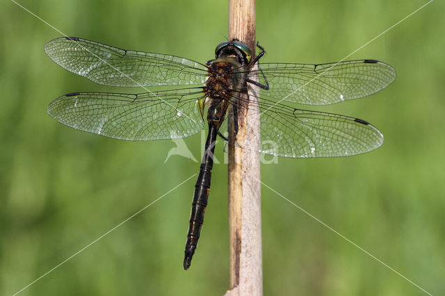 Yellow-spotted Dragonfly (Somatochlora flavomaculata)