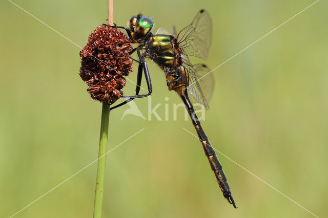 Gevlekte glanslibel (Somatochlora flavomaculata)