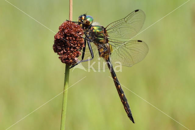 Gevlekte glanslibel (Somatochlora flavomaculata)