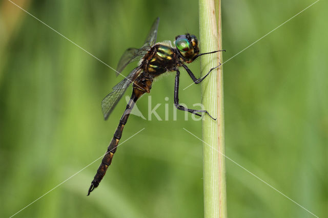 Yellow-spotted Dragonfly (Somatochlora flavomaculata)