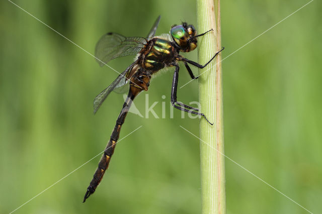 Yellow-spotted Dragonfly (Somatochlora flavomaculata)