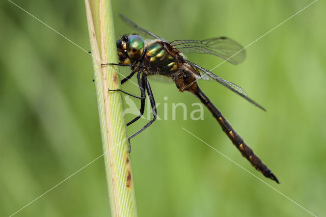 Gevlekte glanslibel (Somatochlora flavomaculata)