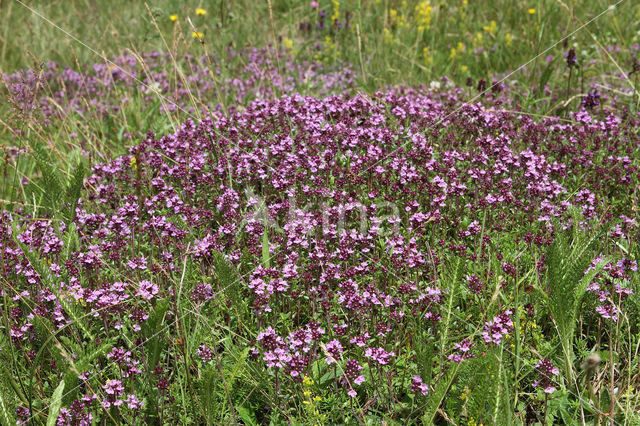 Grote tijm (Thymus pulegioides)