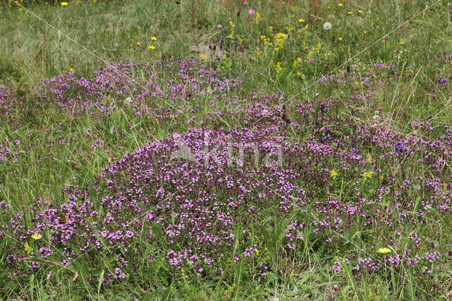 Grote tijm (Thymus pulegioides)