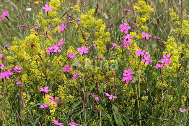 Maiden Pink (Dianthus deltoides)