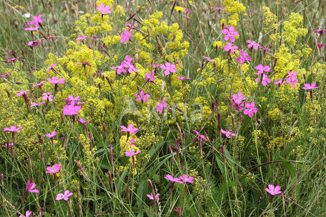 Maiden Pink (Dianthus deltoides)