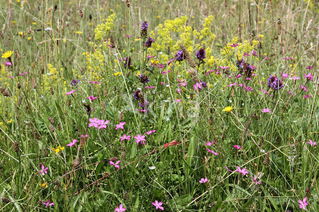 Maiden Pink (Dianthus deltoides)